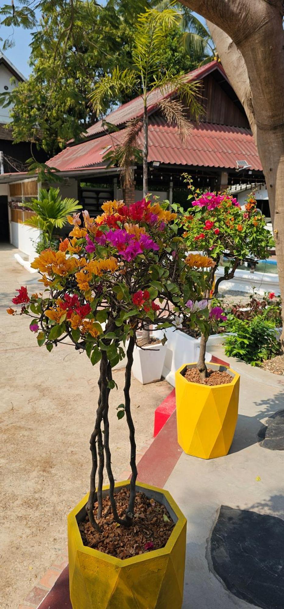 Sabaidee Guesthouse Λουάνγκ Πραμπάνγκ Εξωτερικό φωτογραφία